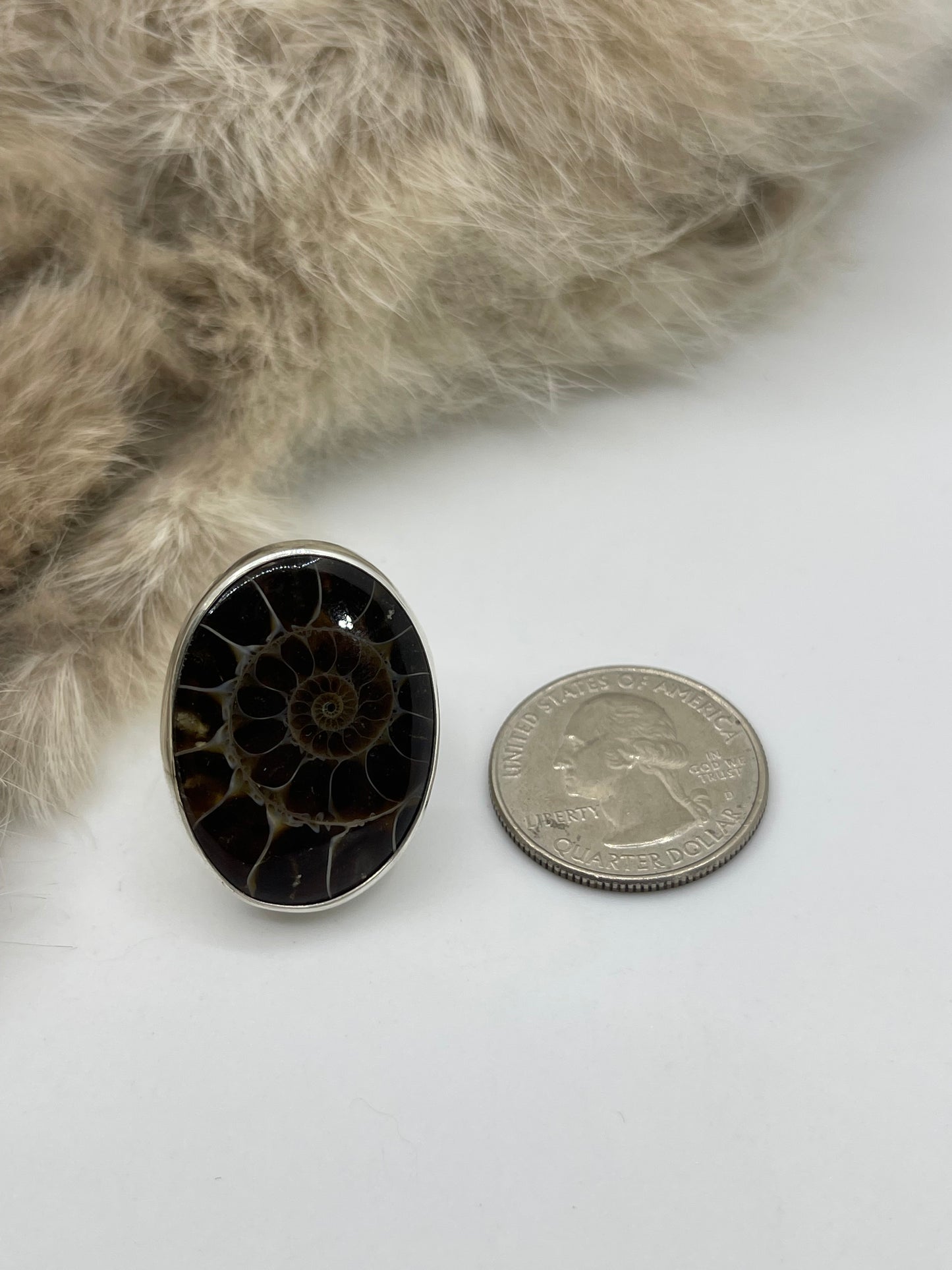 7.0 Ammonite Fossil Ring by Lawrence Willie, Navajo
