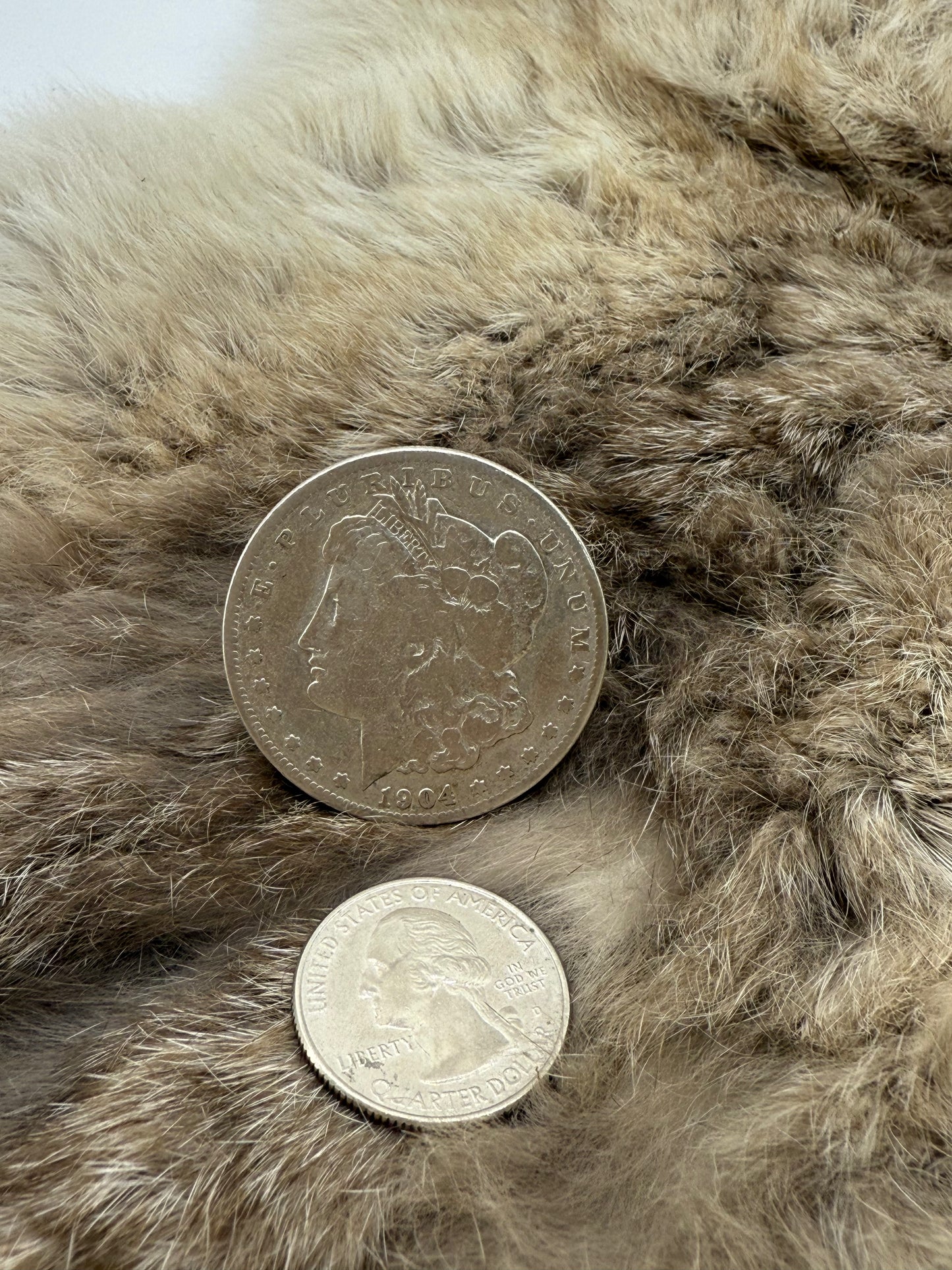 11.0 1904 Silver Dollar by Lauren Garnett