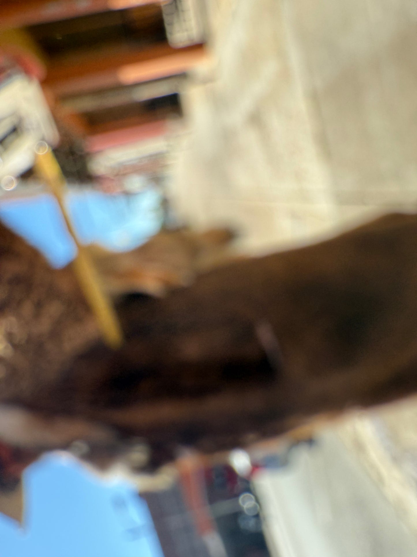 Large - XL Buffalo Coat with Coyote Hides