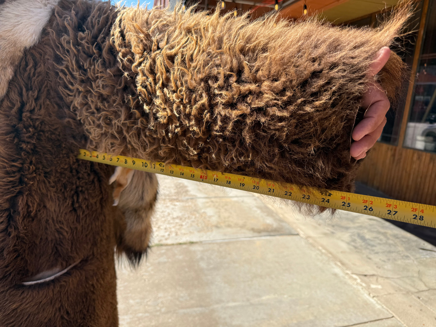 Large - XL Buffalo Coat with Coyote Hides