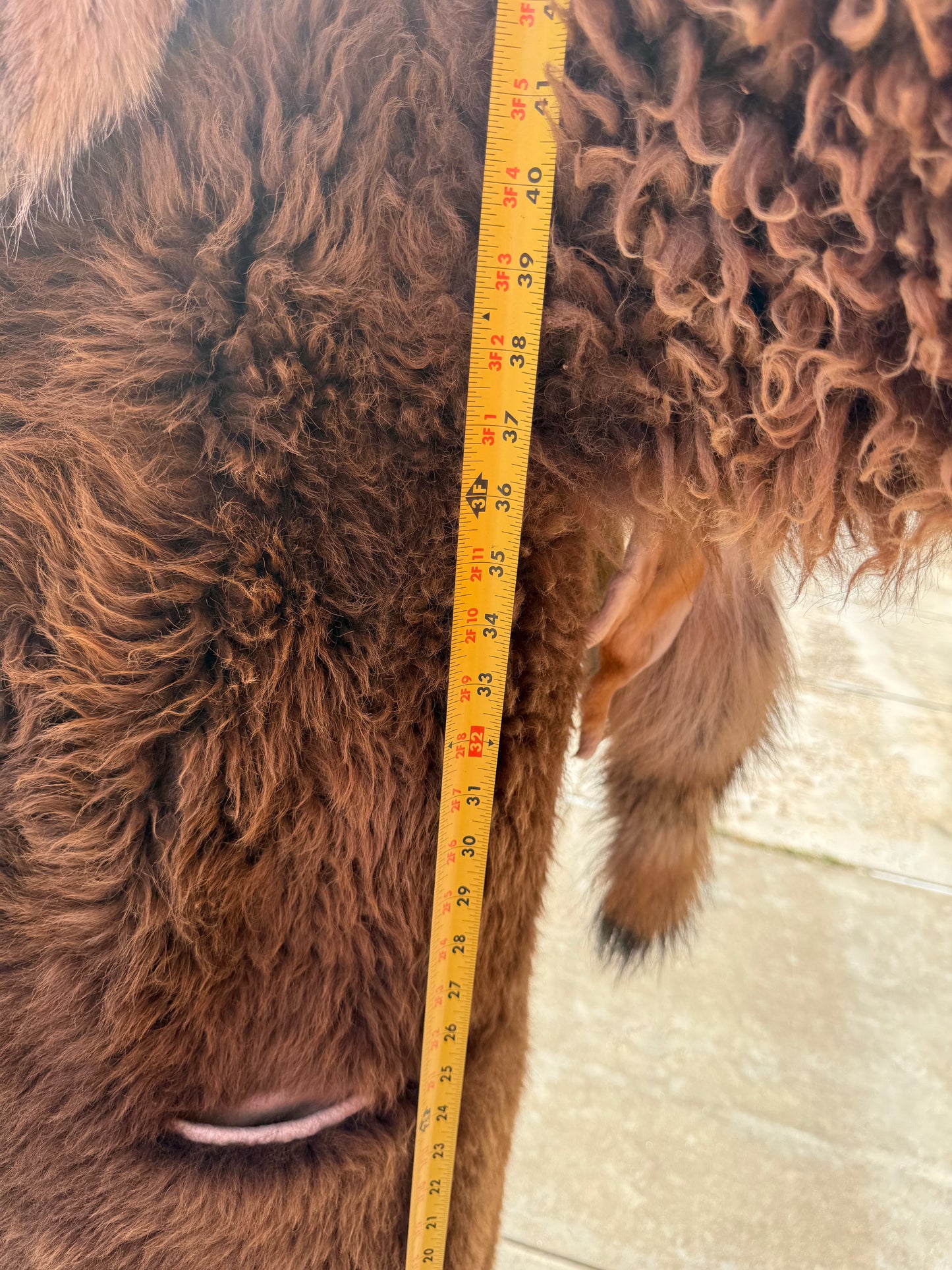 Large - XL Buffalo Coat with Coyote Hides